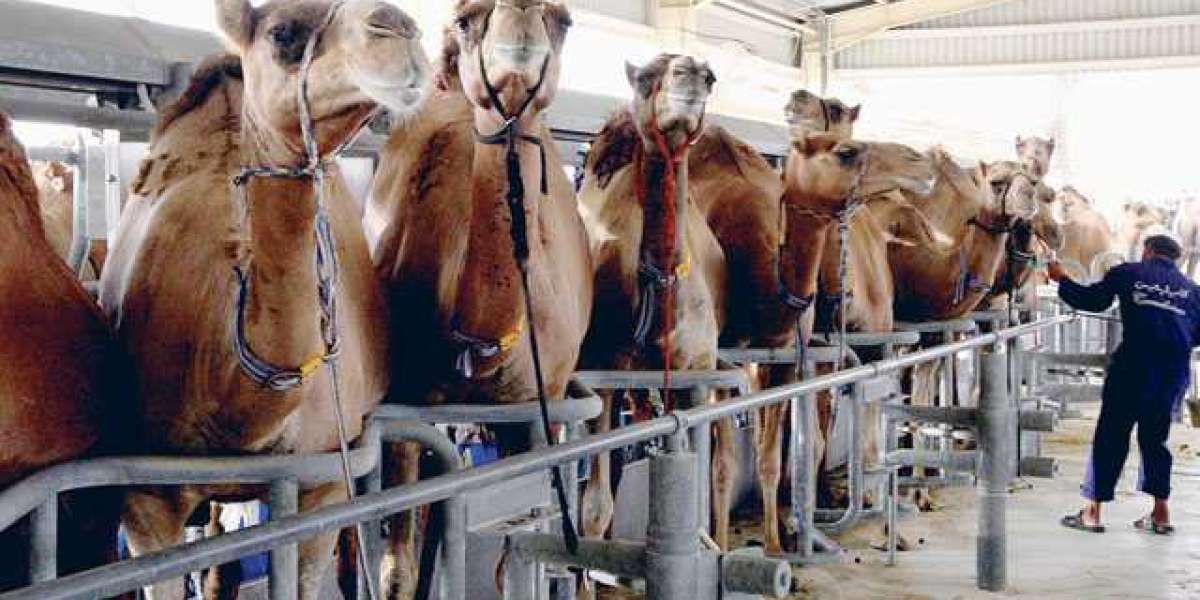 Camel Dairy Market Segmentation 2018-2028: Analyzing Key Market Segments