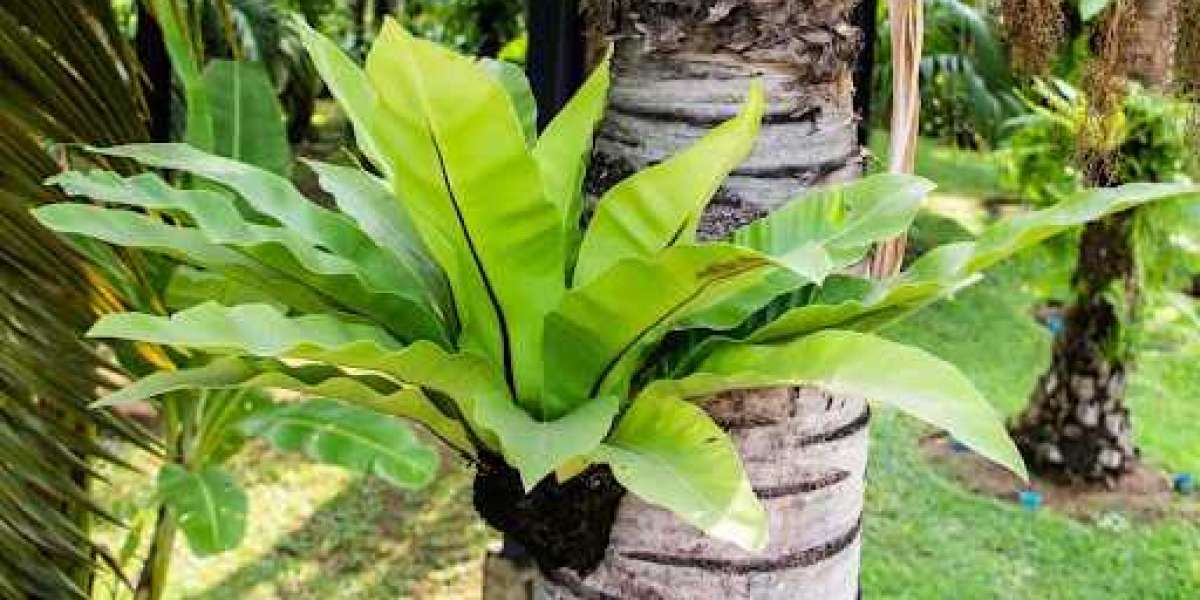 Nurturing Nature: A Guide to Caring for Bird's Nest Ferns
