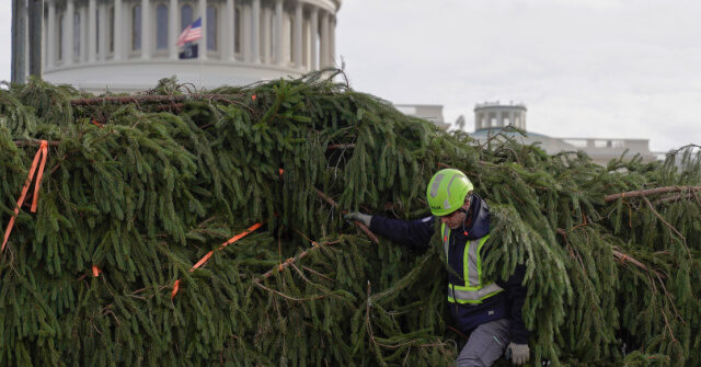 Weakness: Biden National White House Christmas Tree Toppled