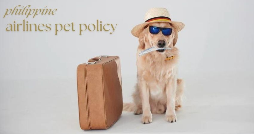 A Full Guide to Pet Policy on Philippine Airlines for domestic flights