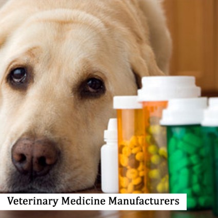Health Tips: Exploring the Field of Veterinary Medicine | Vipon